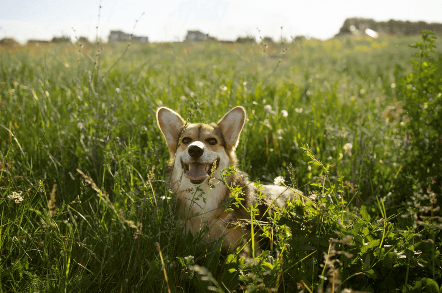 Alt du trenger å vite om flått på hund - A-Vet Shop