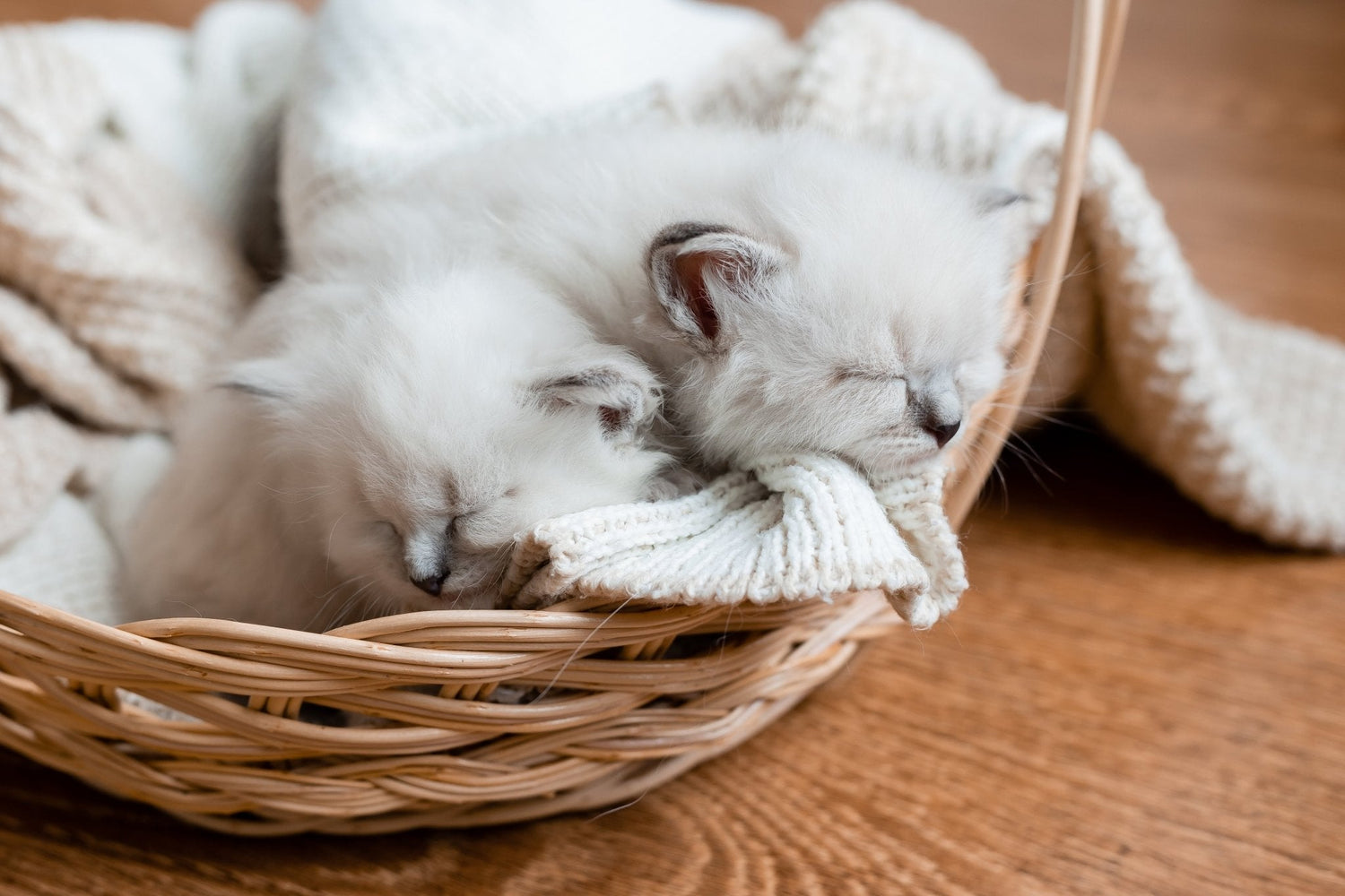 Hvor mye sover en kattunge? - A-Vet Shop