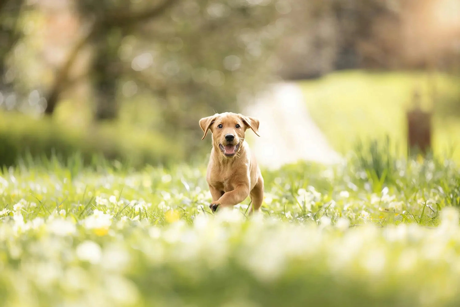 Hvor ofte tisser en valp? Dovaner hos nye familiemedlemmer - A-Vet Shop