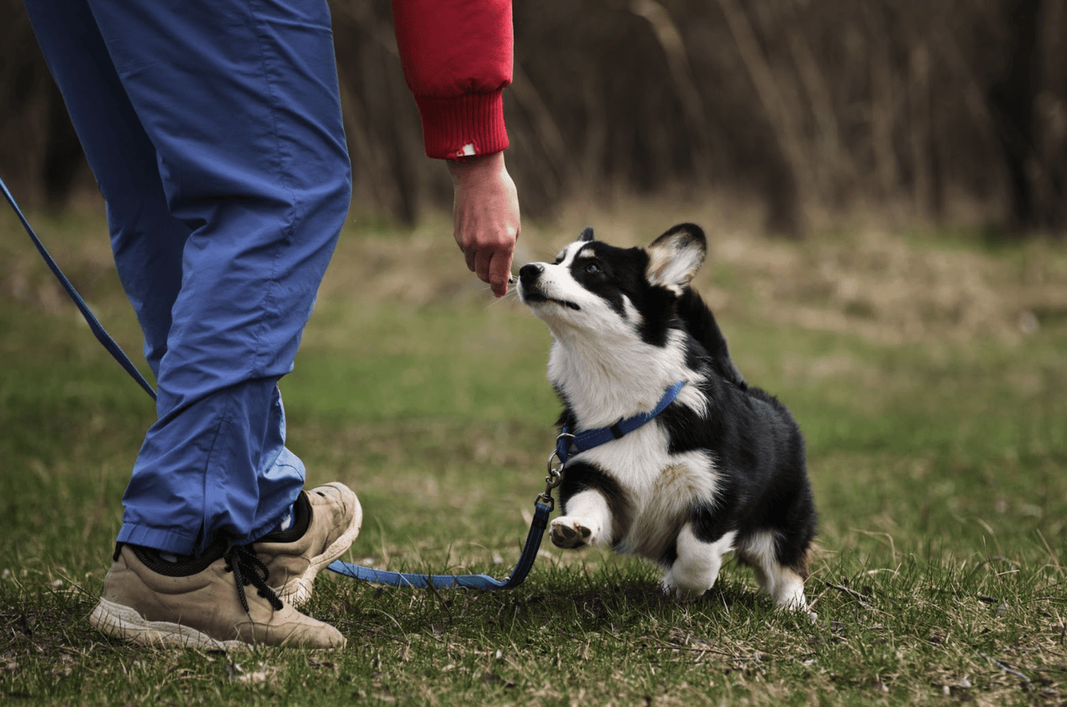 Innkalling av hund: 5 tips til å få hunden til å komme til deg når du vil - A-Vet Shop