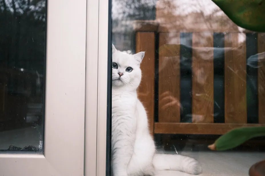 Når kan en kattunge være alene hjemme? - A-Vet Shop