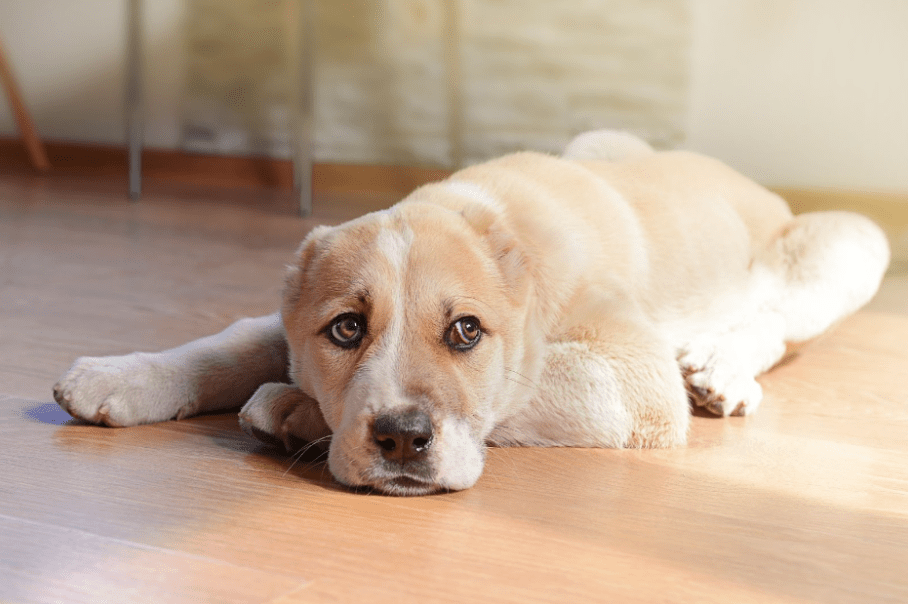 Tegn på en understimulert hund - A-Vet Shop