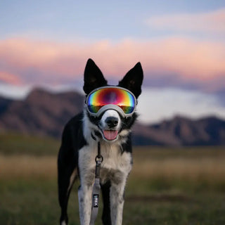 beskyttelsesbriller til hund