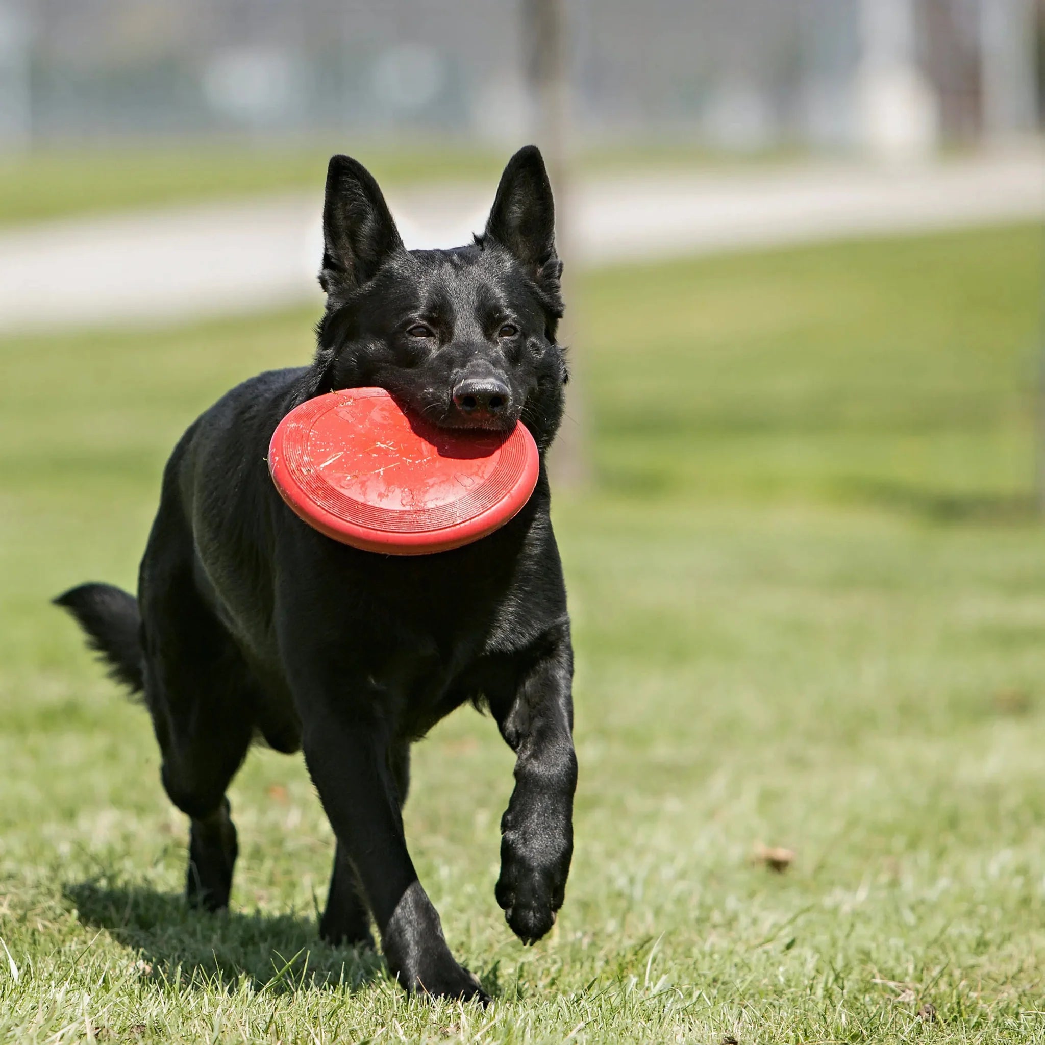 Hund med KONG flyer