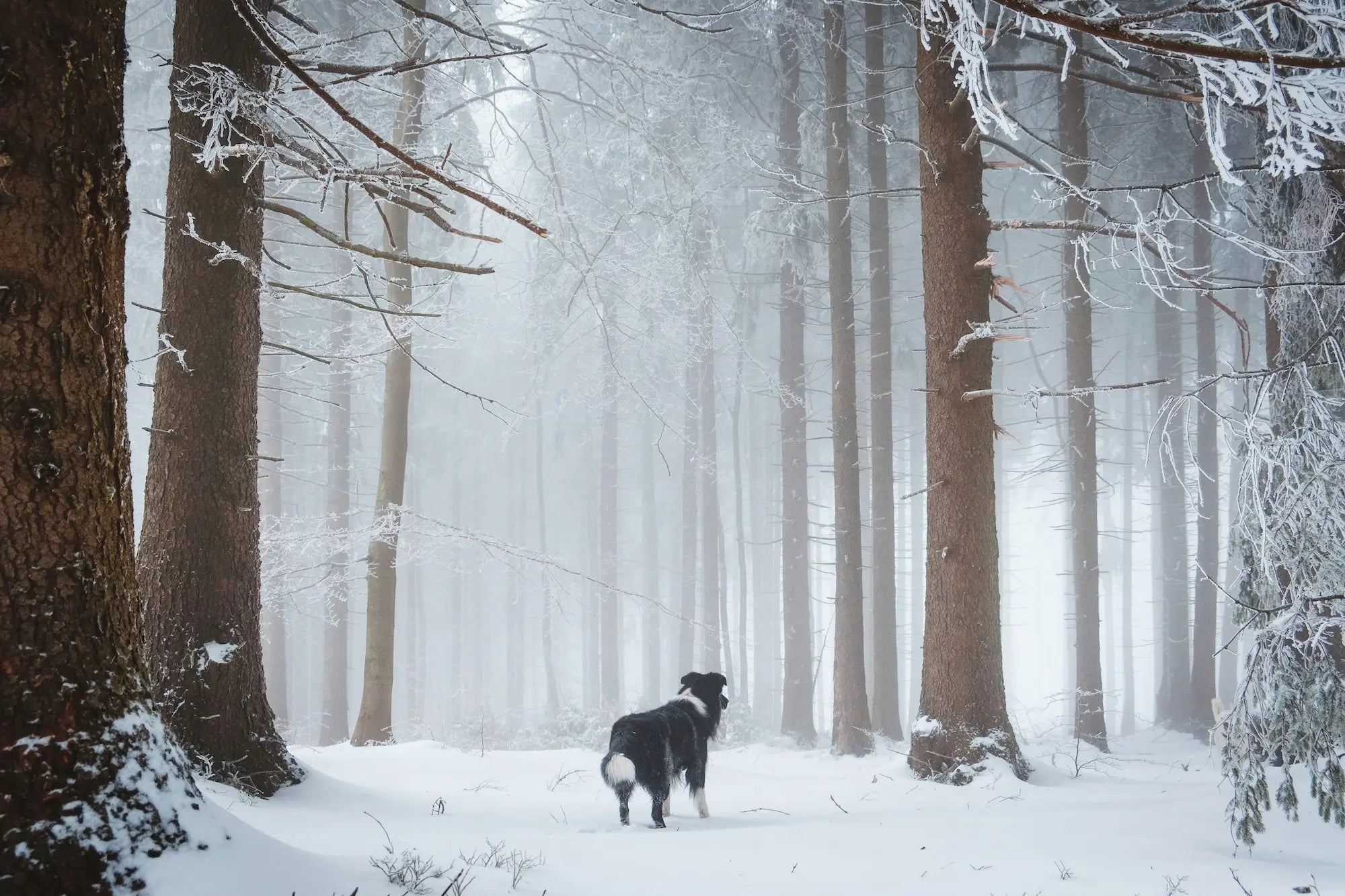 Alt du trenger til hundens vinter - A-Vet Shop