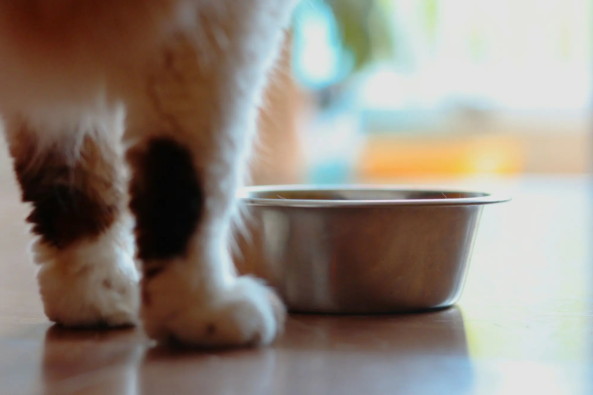 Kattemat til kattunge - A-Vet Shop