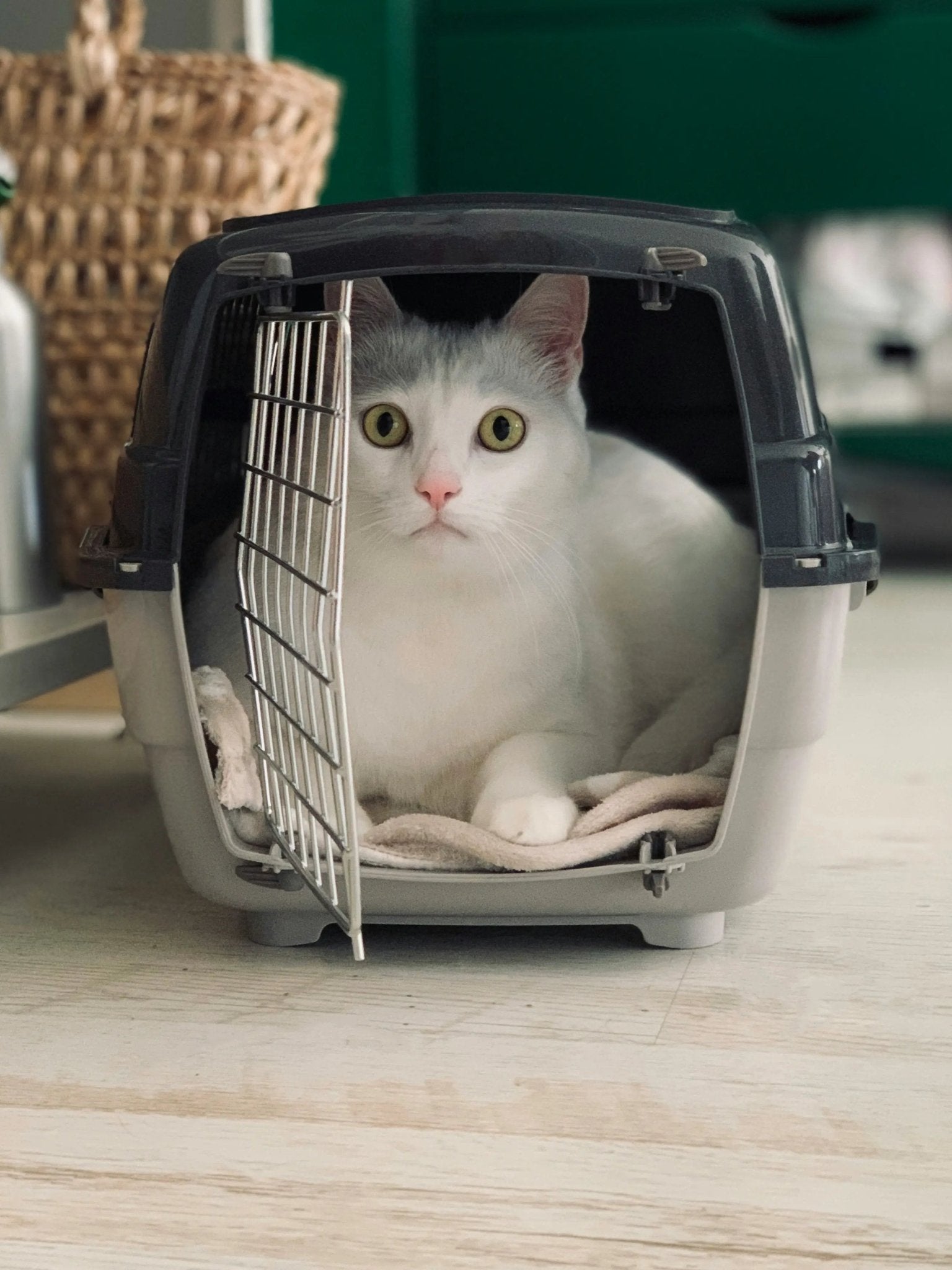 Reise med katt - A-Vet Shop