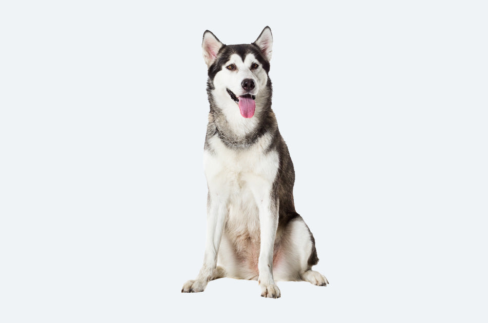 Sittende alaskan malamute mot blå bakgrunn