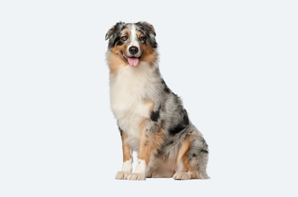 Nærbilde av Australian Shepherd mot lyseblå bakgrunn