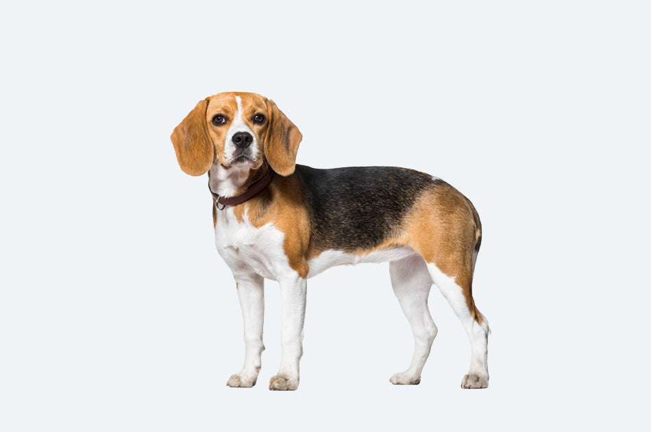 Stående Beagle hund mot lyseblå bakgrunn