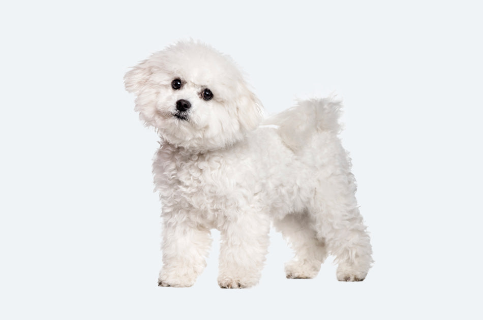 Hvit Bichon Havainais hund mot lyseblå bakgrunn