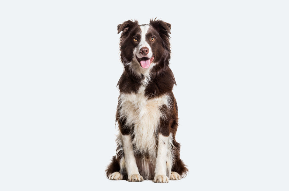Sittende brun og hvit border collie hund mot lyseblå bakgrunn