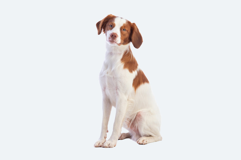 sittende hvit og brunflekkede breton hund mot lyseblå bakrgunn
