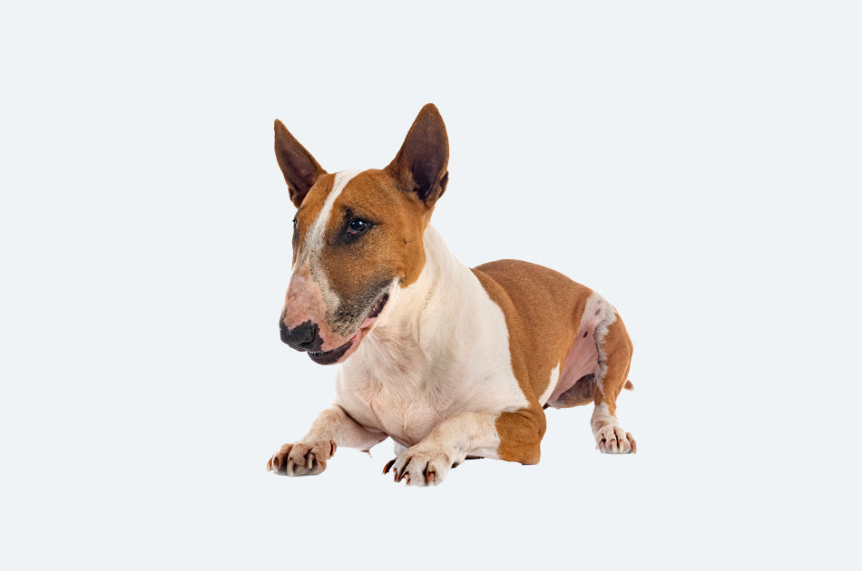 liggende bull terrier hund mot lyseblå bakrgunn