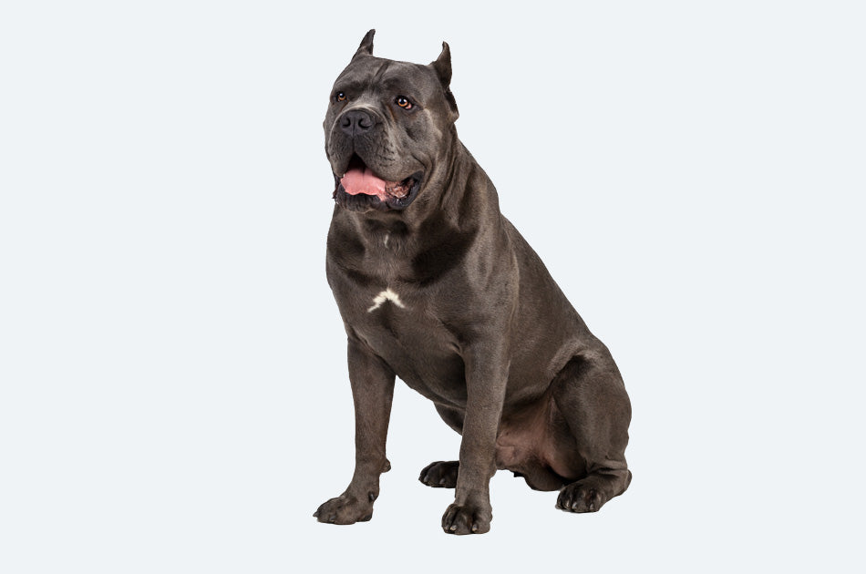 sittende svart cane corso hund mot lyseblå bakrgunn