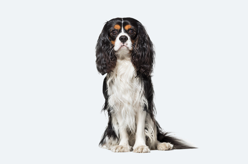 Cavalier King Charles Spaniel