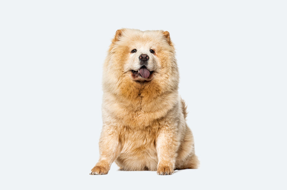 Sittende chow chow hund med gyllen pels mot lyseblå bakgrunn