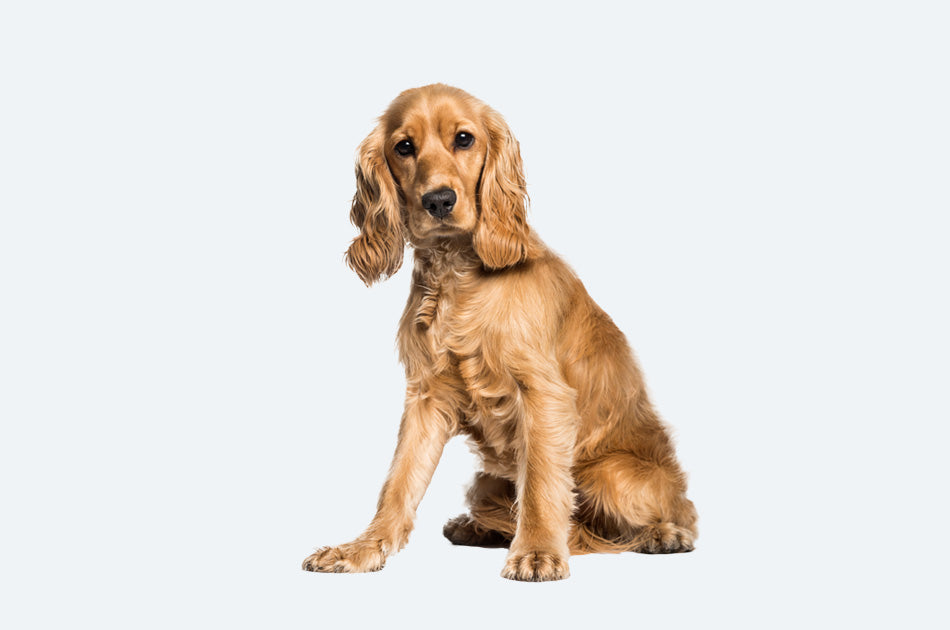 sittende cocker spaniel med gyllen pels mot lyseblå bakgrunn