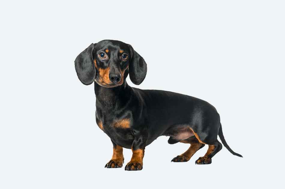 Liten sort dachshund mot lyseblå bakgrunn