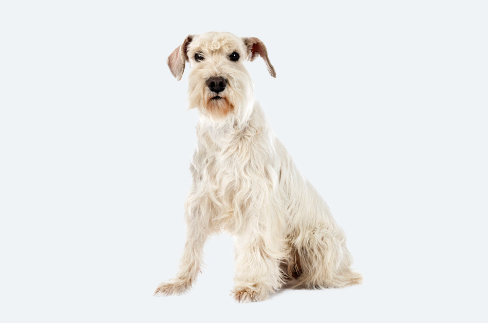 Sittende dverg schnauzer hund med hvit pels mot lyseblå bakgrunn