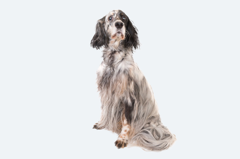 Sittende engelsk setter med flekkete pels mot lyseblå bakgrunn