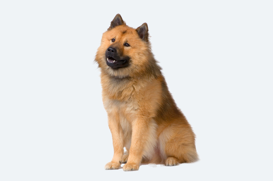 Sittende eurasier hund med lysebrun pels mot lyseblå bakgrunn