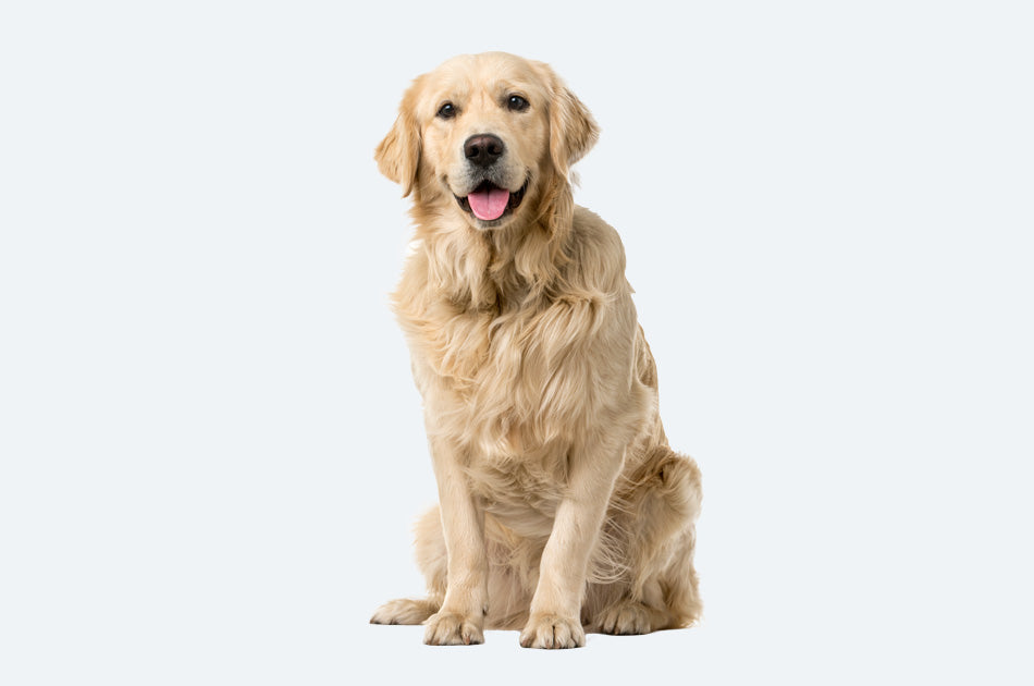 sittende golden retriever med lys pels mot blå bakgrunn