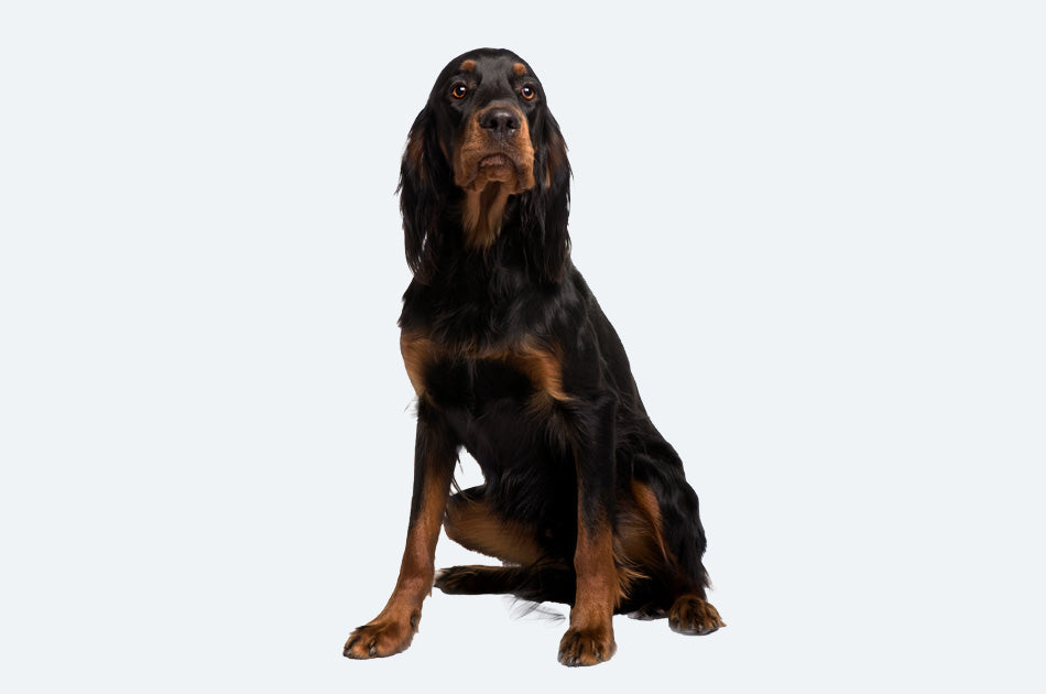 Sittende gordon setter hund med svart og brun pels mot lyseblå bakgrunn