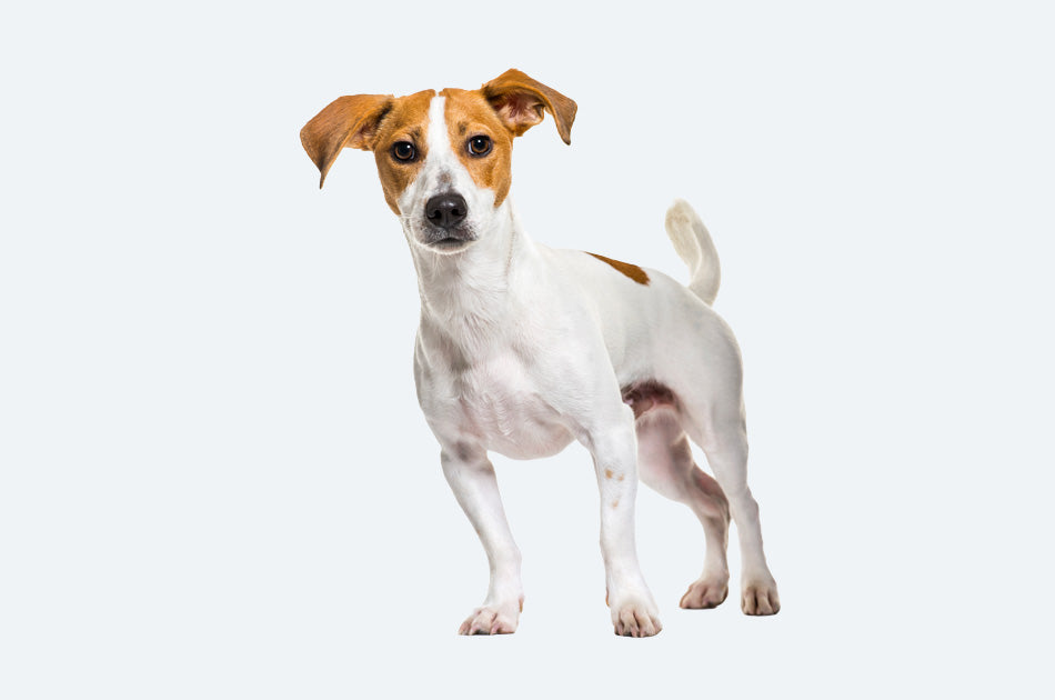jack russel terrier hund mot lyseblå bakgrunn