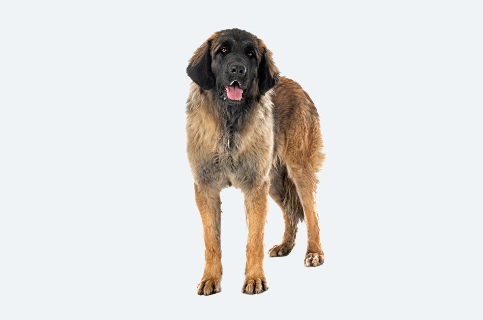 leonberger hund med brun pels mot lyseblå bakgrunn