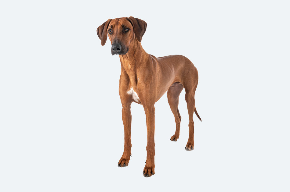 rhodesian ridgeback med brun pels mot lyseblå bakgrunn
