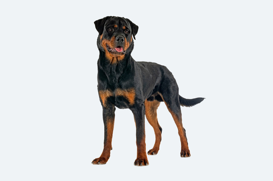 rottweiler hund med sort og brun pels mot lyseblå bakgrunn