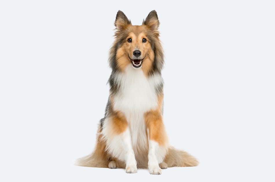 sittende shetland sheepdog hund mot lyseblå bakgrunn