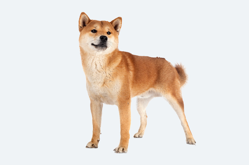 shiba hund med oransje pels mot lyseblå bakgrunn