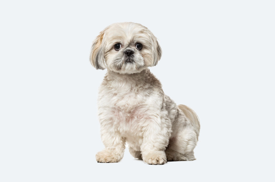 sittende shih tzu hund mot lyseblå bakgrunn