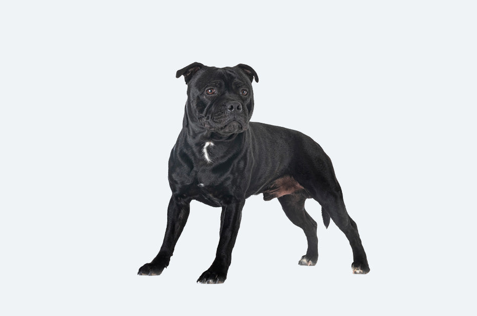 staffordshire bull terrier hund mot lyseblå bakgrunn