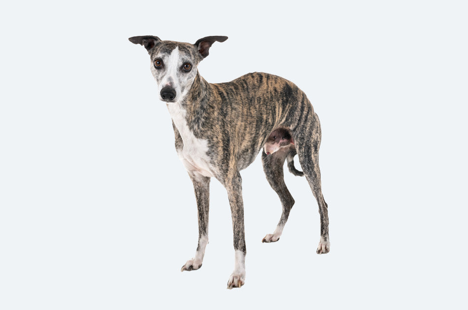 whippet hund med grå pels mot lyseblå bakgrunn