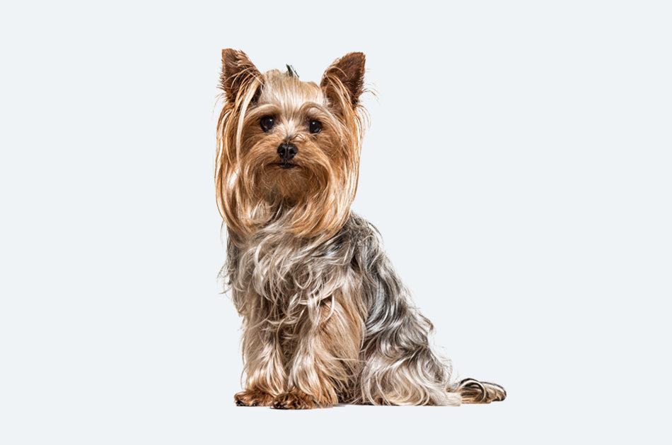 sittende yorkshire terrier hund med blandingspels mot lyseblå bakgrunn