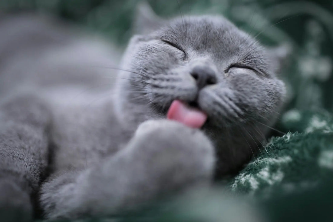 Katt, foto: Eric Han / Unsplash