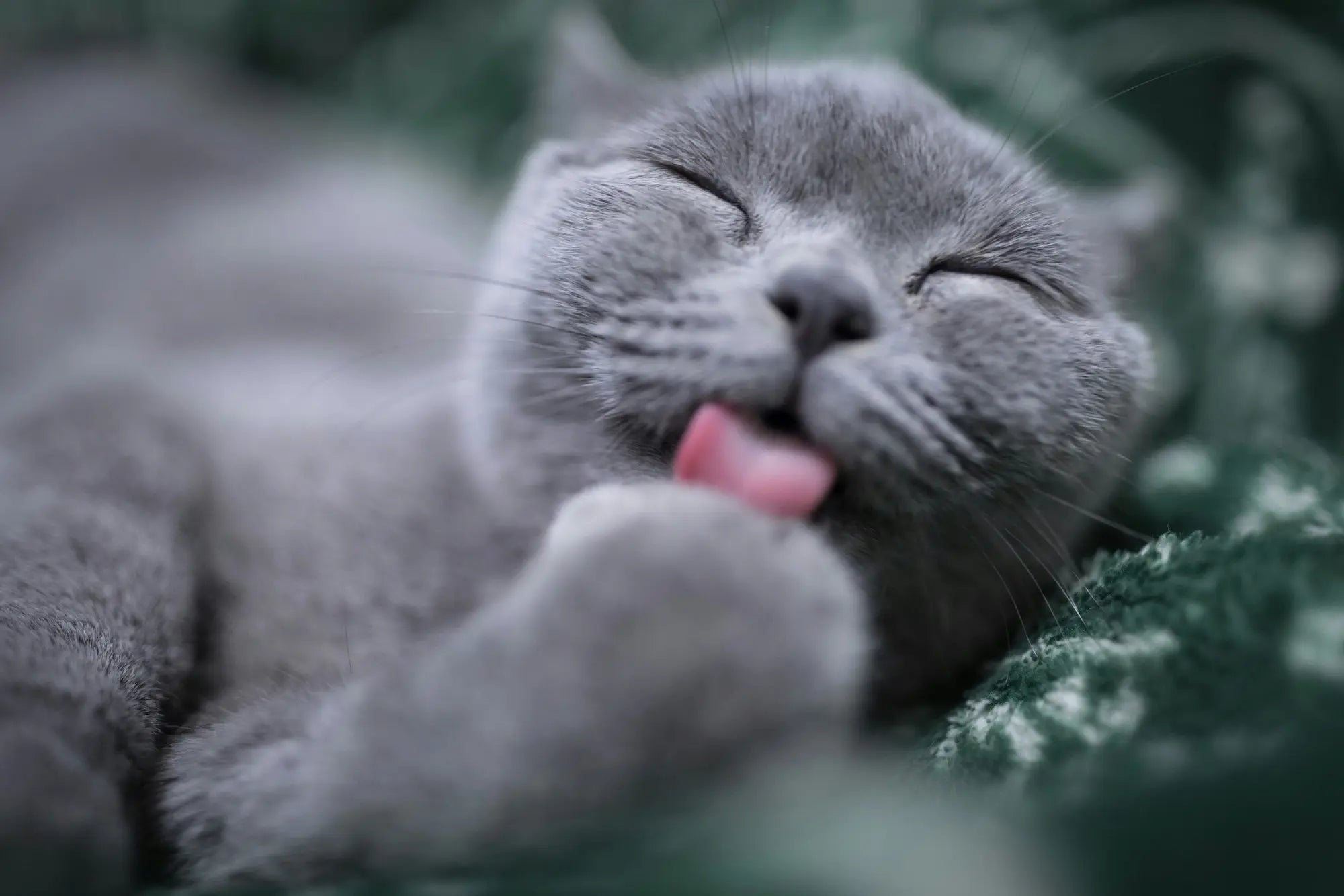 Katt, foto: Eric Han / Unsplash