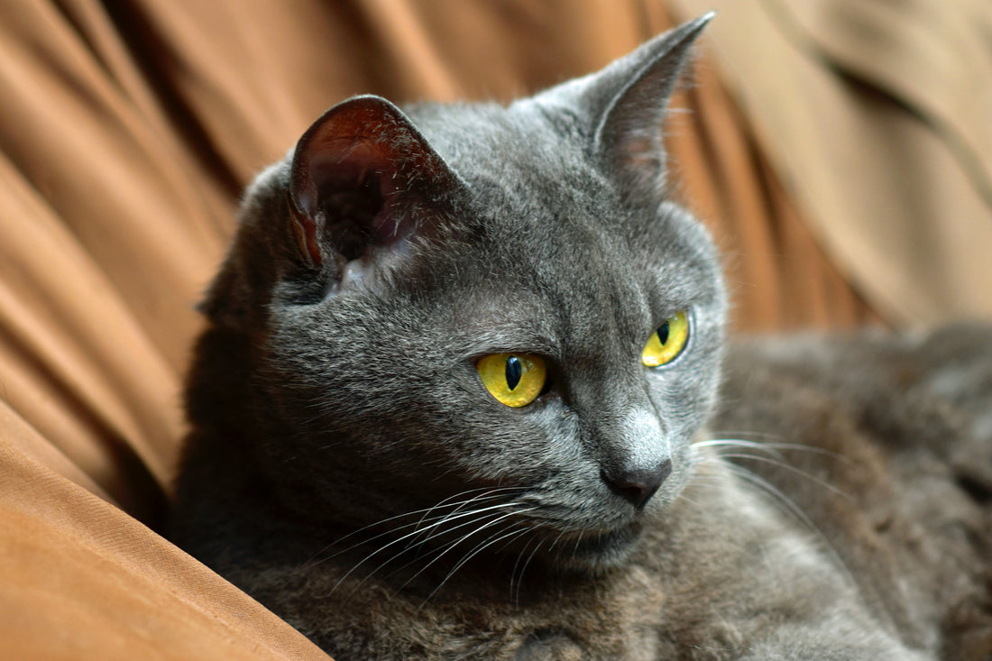 Russian blue