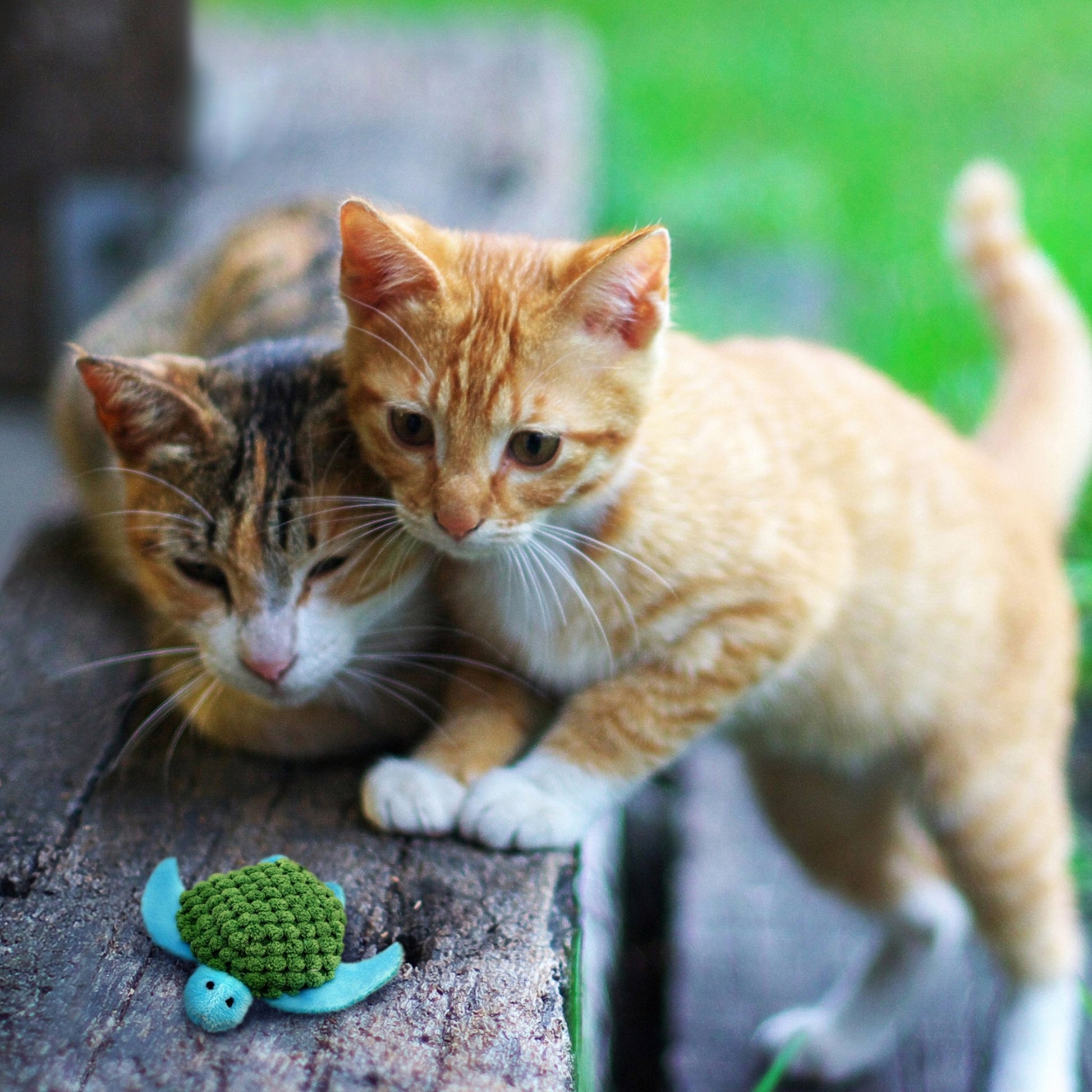 KONG Refillable Catnip - A - Vet Shop