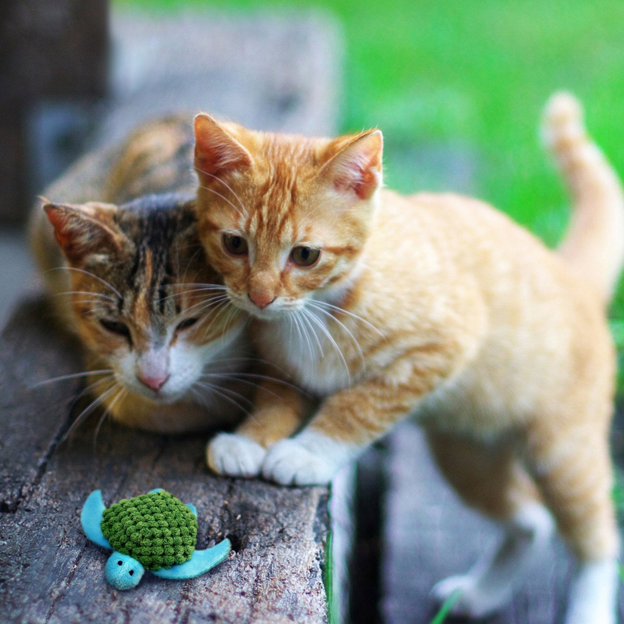 KONG Refillable Catnip - A - Vet Shop