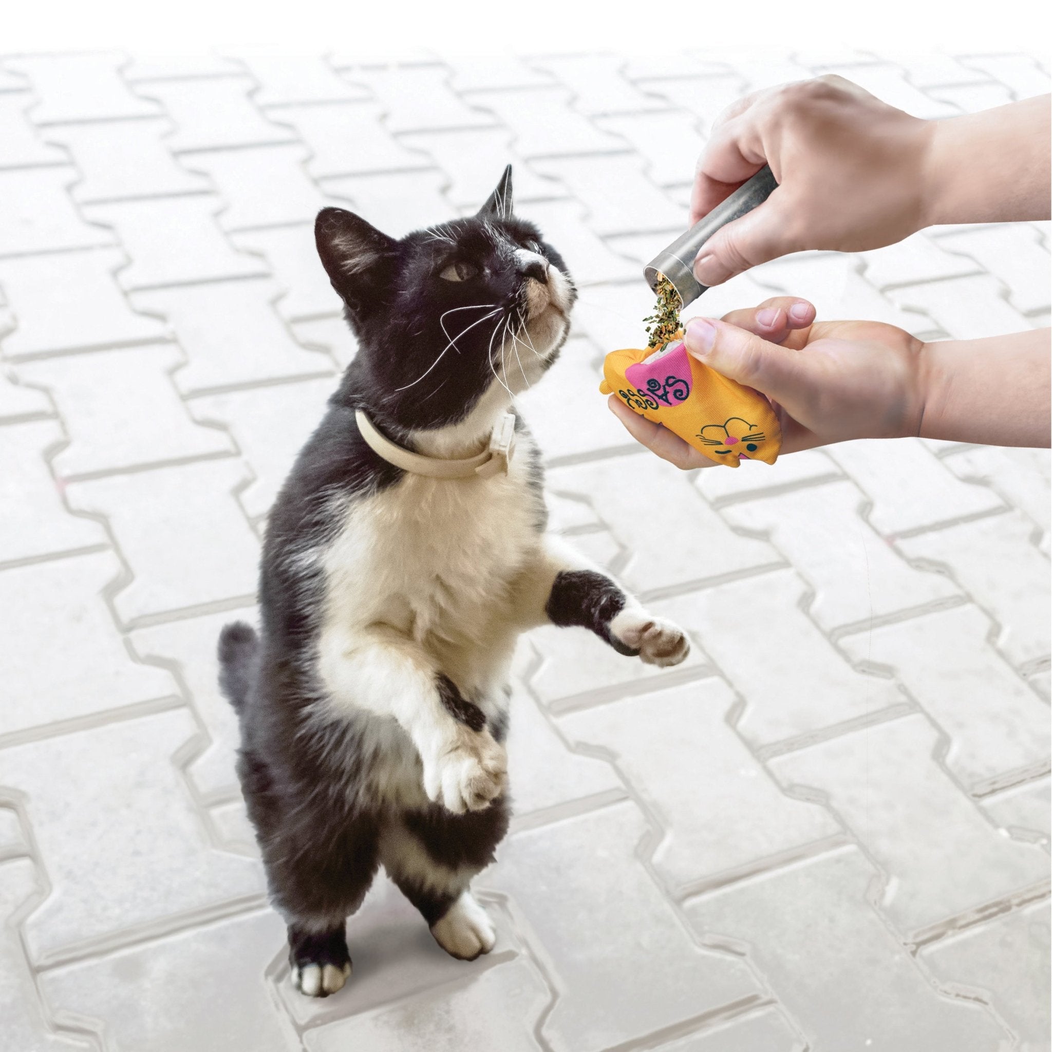 KONG Refillable Catnip - A - Vet Shop