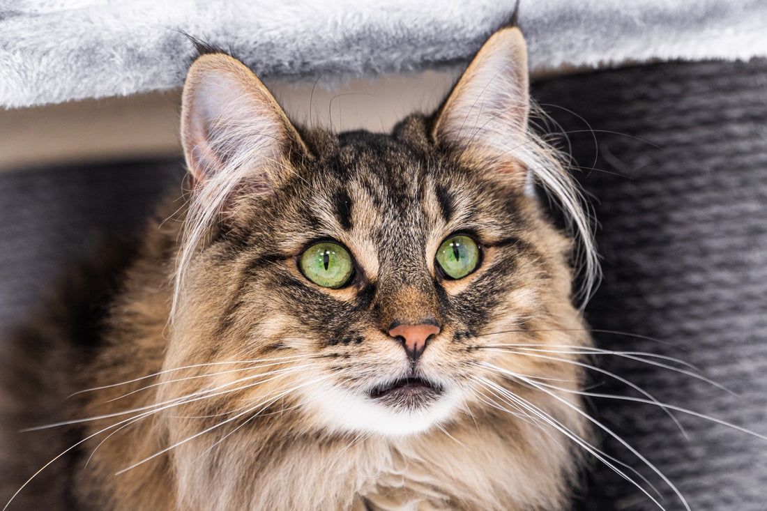Norwegian Forest Cat