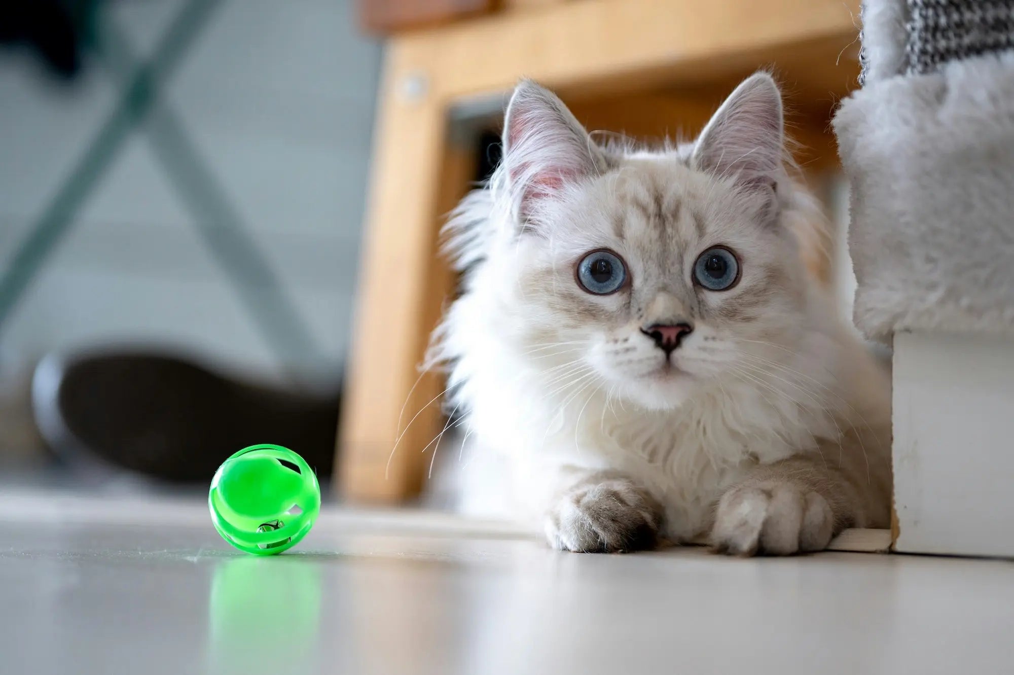 Kattunge, foto: Piotr Musiol / Unsplash