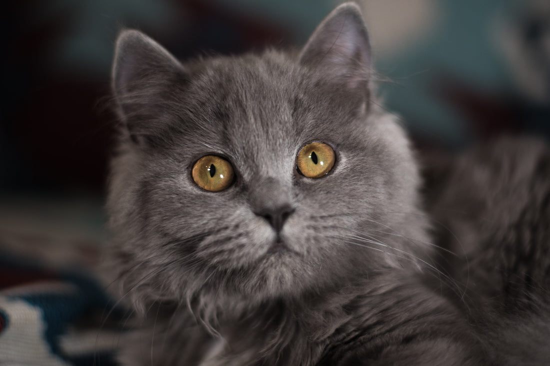 British Longhair