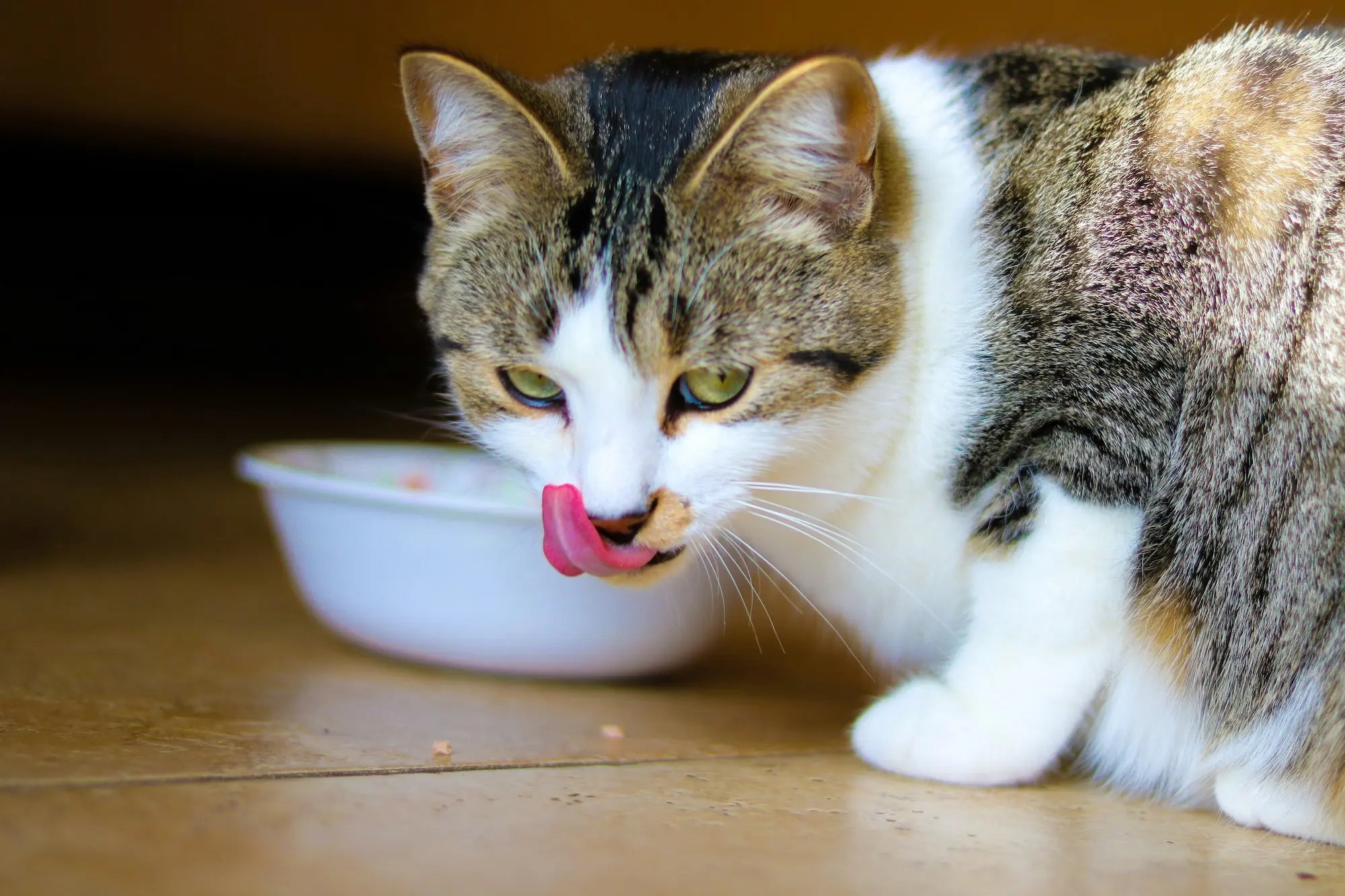 Dietary food