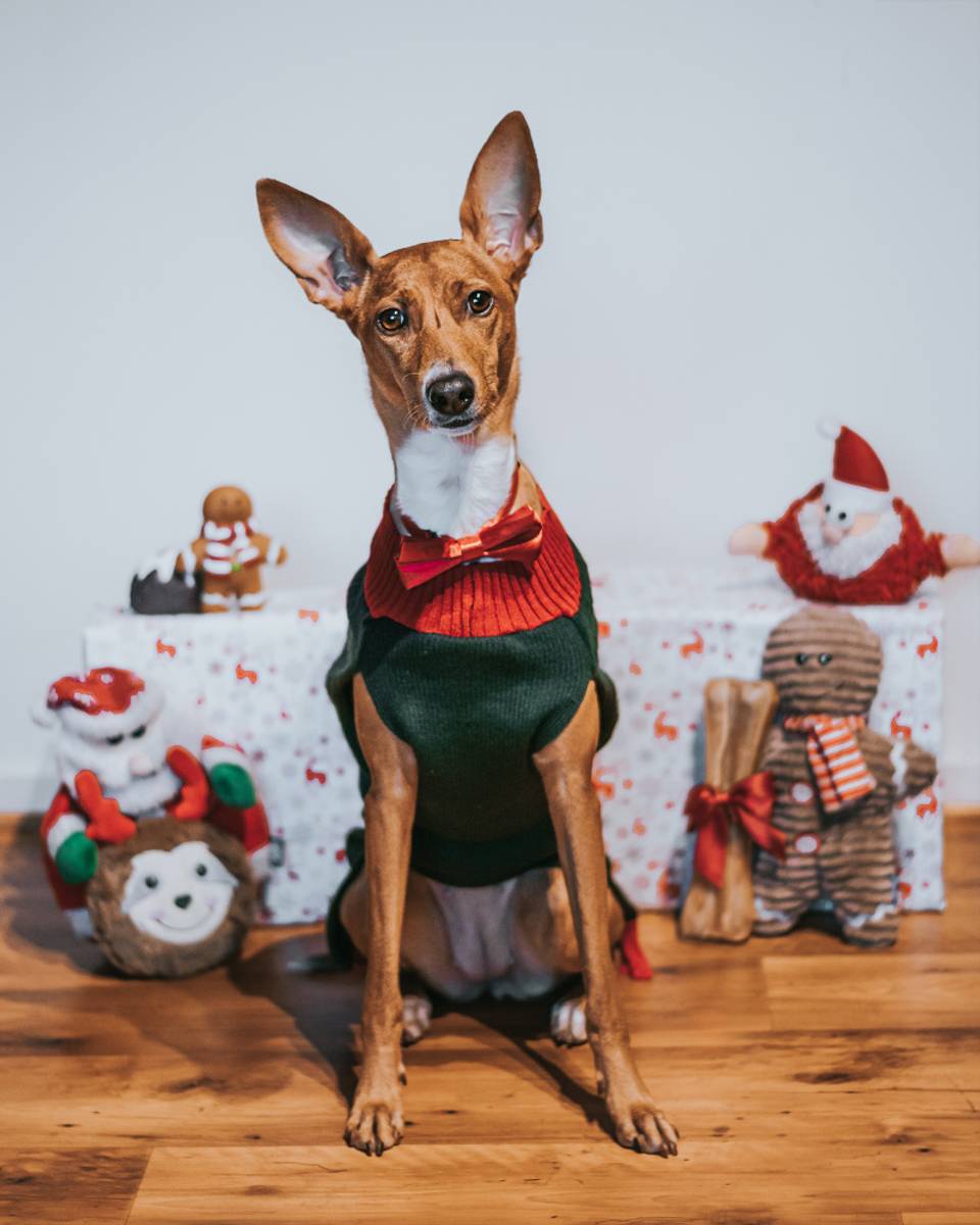 Rød Julesløyfe - Accessories () fra Pawsome | Kjøp hos A - Vet Shop