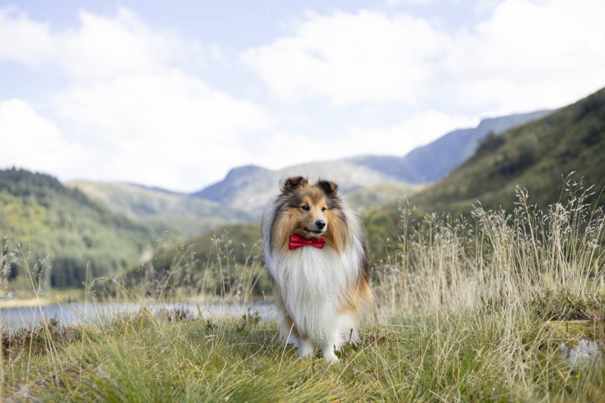 Rød Julesløyfe - Accessories () fra Pawsome | Kjøp hos A - Vet Shop